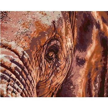 Maľovanie podľa čísel – Sloní pohľad (HRAmal00425nad)