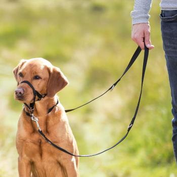 TRIXIE Top Trainer training harness tréningová ohlávka pre psy XL, black