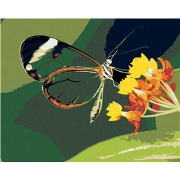 Maľovanie podľa čísel – Motýľ a kvety (HRAmal00701nad)