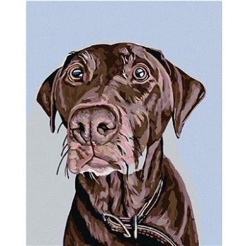 Maľovanie podľa čísel – Hnedý pes s hnedým obojkom (HRAmal01029nad)