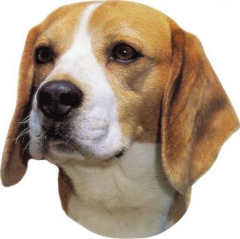 Nálepka Beagle