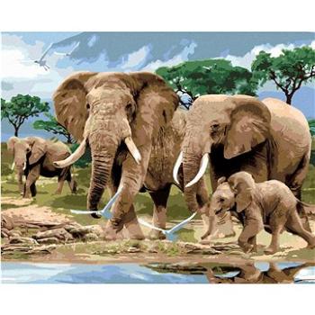 Maľovanie podľa čísel - Sloni na savane (Howard Robinson) (HRAbz33438nad)
