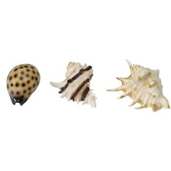 Ebi Aqua Della morské mušle mix 8,5 – 10 cm 1 ks (4047059418932)
