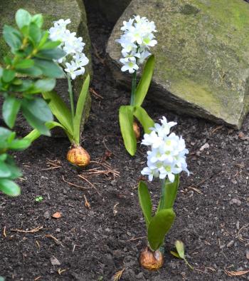 Umelá kvetina Hyacint s cibuľkou, biely