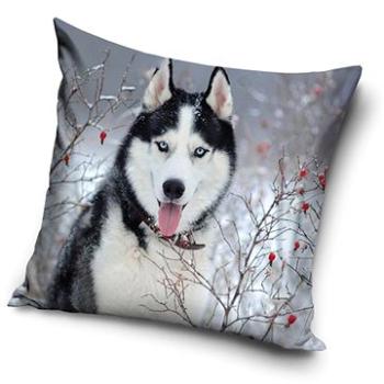 CARBOTEX obliečka na vankúšik Sibírsky Husky 40 × 40 cm (5902689457807)