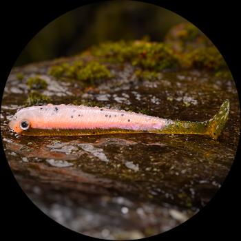 Redbass gumová nástraha ripper swimmer slim rainbow trout uv - l 88 mm