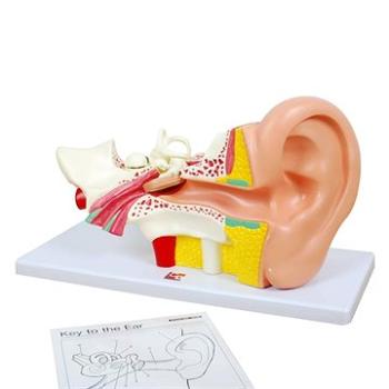 Ľudské ucho (5060138820623)