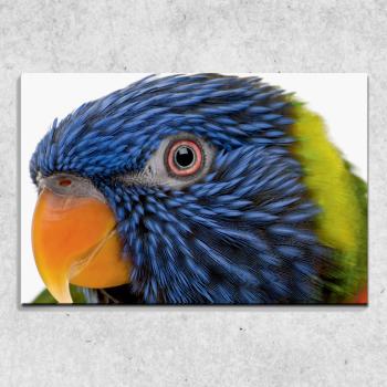 Foto na plátne Farebný papagáj 90x60 cm