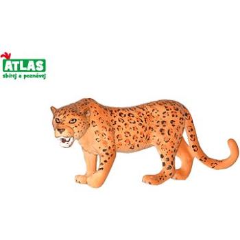 Atlas Leopard (8590331018246)