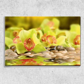 Foto na plátne Zelená orchidea 90x60 cm
