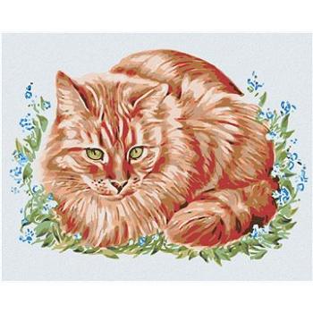 Maľovanie podľa čísel – Ryšavá mačka v tráve (HRAmal00415nad)