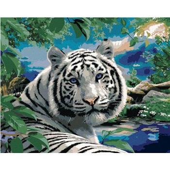 Maľovanie podľa čísel - Biely tiger a divoká príroda (Howard Robinson) (HRAbz33472nad)