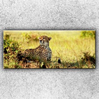 Foto na plátno Gepard v pozore 1 120x50 cm