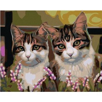 Maľovanie podľa čísel – Mačky v tráve (HRAmal00953nad)
