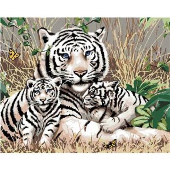 Maľovanie podľa čísel – Biely tiger a mláďatá v tráve (Howard Robinson) (HRAbz33394nad)