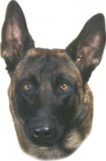 Nálepka Malinois