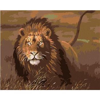 Maľovanie podľa čísel – Lev na savane (HRAmal00839nad)