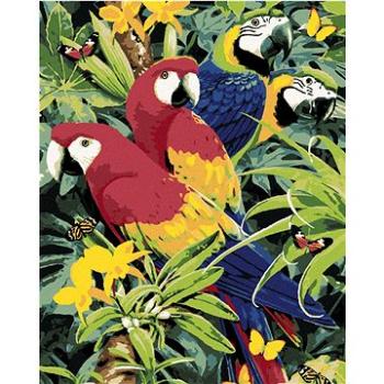 Maľovanie podľa čísel - Farebné papagáje (Howard Robinson) (HRAbz33427nad)