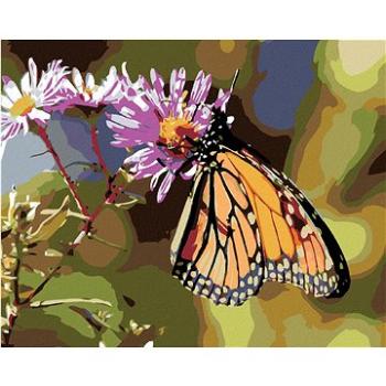 Maľovanie podľa čísel – Motýľ a kvitnúce kvety (HRAmal00055nad)