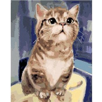 Maľovanie podľa čísel - Zvedavá mačka (HRAbz33389nad)