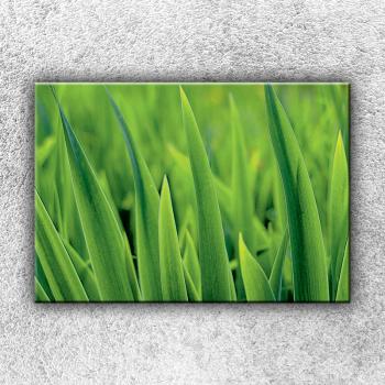 Foto na plátne Steblá trávy 50x35 cm