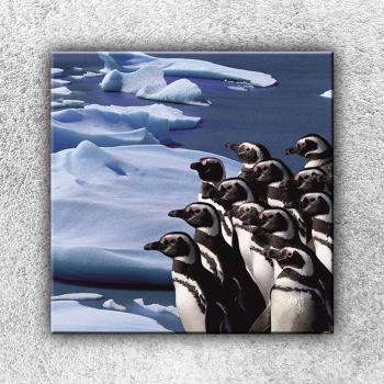 Foto na plátne Skupina tučniakov 1 70x70 cm