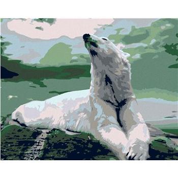 Maľovanie podľa čísel – Ľadový medveď (HRAmal00835nad)