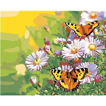 Maľovanie podľa čísel – Motýliky na margarétach (HRAmal00420nad)