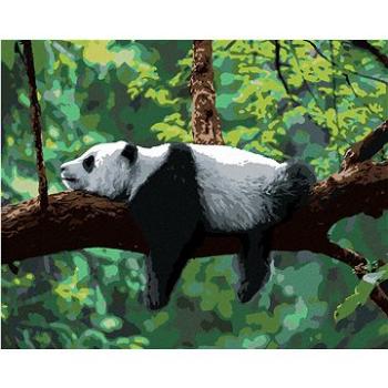 Maľovanie podľa čísel - Panda ležiaca na strome (HRAbz33302nad)
