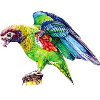 Drevené puzzle Macaw/M