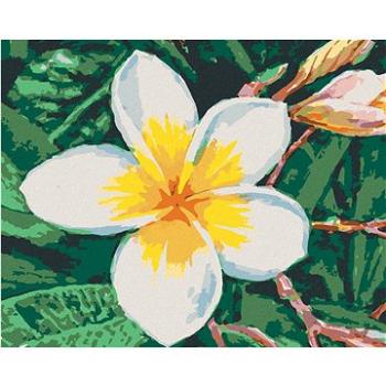 Maľovanie podľa čísel – Havajský kvet (HRAbz33512nad)