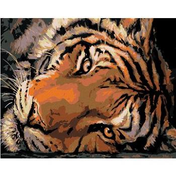 Maľovanie podľa čísel – Jasný tigrí pohľad (HRAmal00612nad)