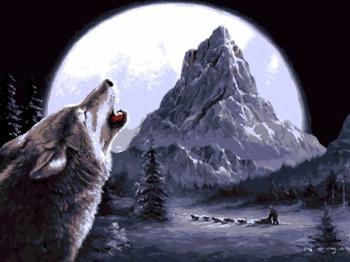 Gaira Maľovanie podľa čísiel Vlk