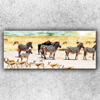 Foto na plátno Zebry na safari 120x50 cm