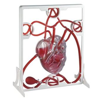 Ľudské srdce – srdcový tep (4893338050191)