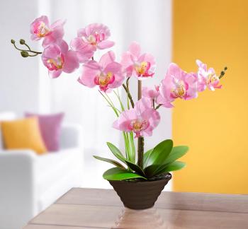Dekoračná orchidea