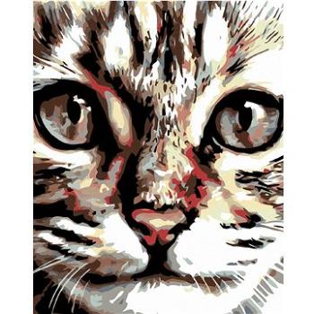 Maľovanie podľa čísel – Pásikavé mačiatko (HRAmal01176nad)