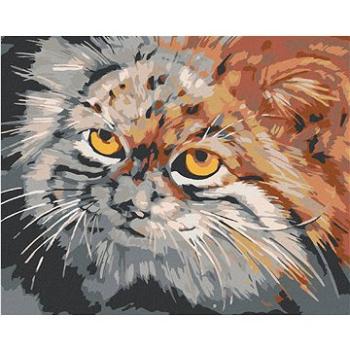 Maľovanie podľa čísel – Sivohnedá mačka (HRAmal00052nad)