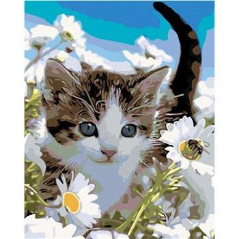 Maľovanie podľa čísel – Mačiatko v margarétach (HRAmal01063nad)