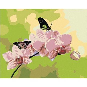 Maľovanie podľa čísel – Orchidea s motýľmi (HRAmal00711nad)