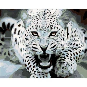 Maľovanie podľa čísel – Čienobiely leopard (HRAmal00166nad)