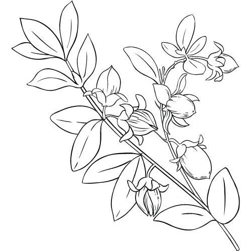 Jojobový olej 100% Bio Alteya 20 ml