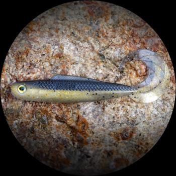 Redbass gumová nástraha twister kixter bass - 12,5 cm 14 g