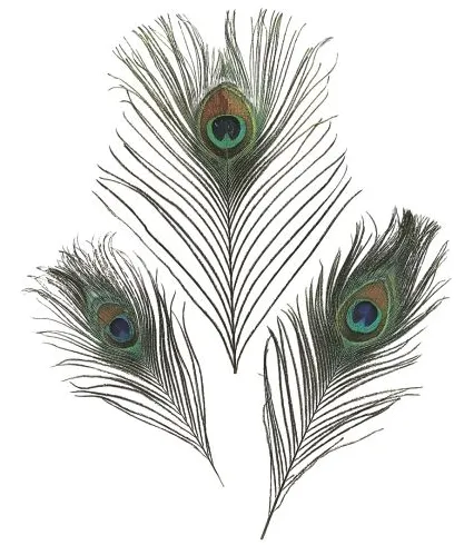 KNORR - Dekoratívne pávie pierka 20 cm