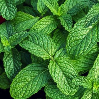 Krém na nohy Cool Menthol AROMA 75 ml