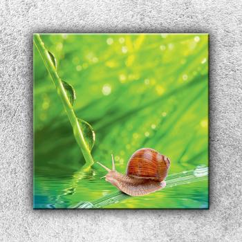 Foto na plátne Slimák 70x70 cm