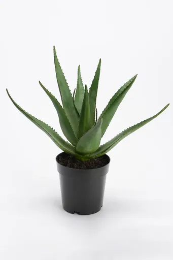 Umelá rastlina v kvetináči home & lifestyle 38 cm