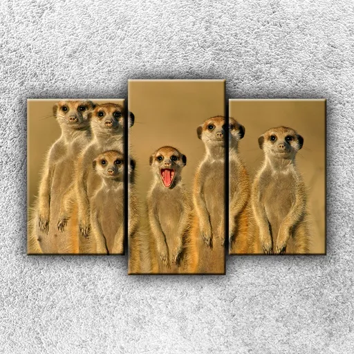 Foto na plátne Surikaty 75x70