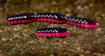 Redbass gumová nástraha trout grub black/signal pink uv color - 3x25 mm