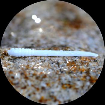 Redbass gumová nástraha micro tail white - s 48 mm